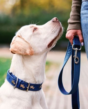 A cream coloured dog rests next to its owner, looking up towards them, wearing a blue collar