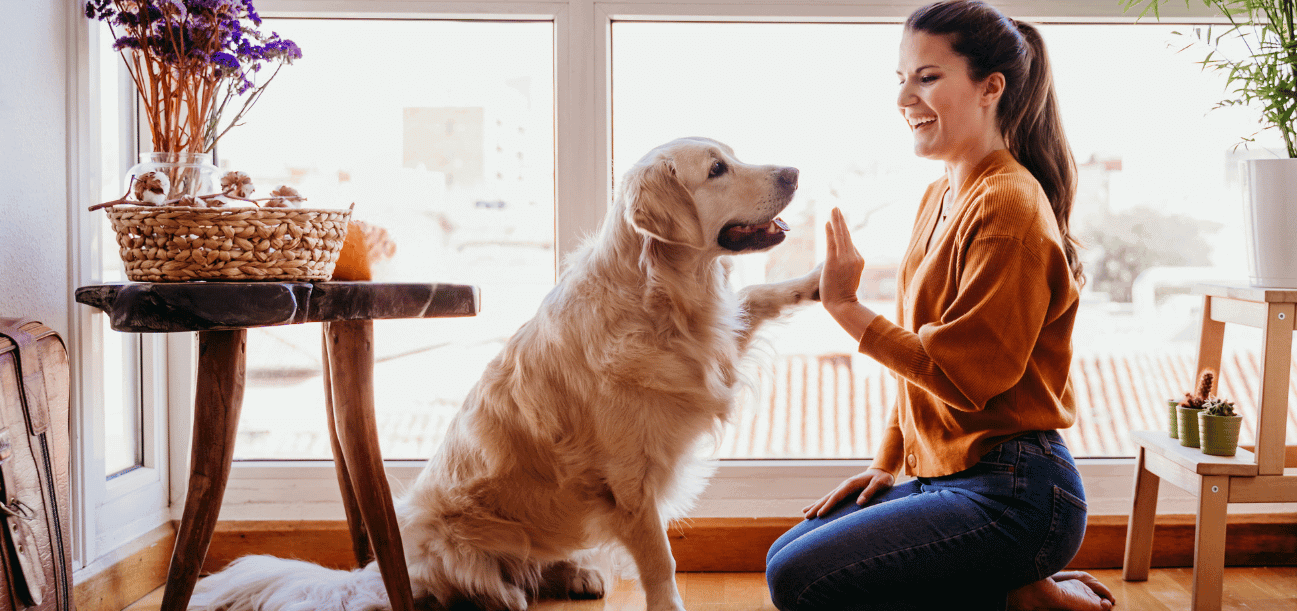 Pet Insurance Ireland | An Post Insurance
