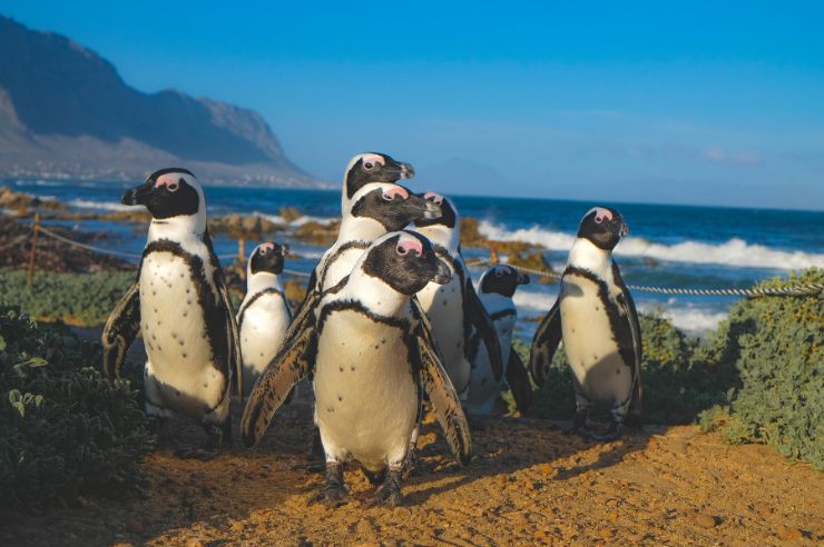 Africa Penguins in Capetown | Travel Insurance Quotes Online | An Post Insurance