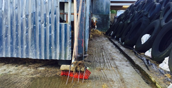 Insurance for Farm Buildings & Livestock | Farm Insurance | An Post Insurance
