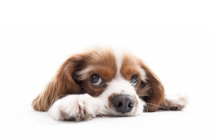 Young King Charles Spaniel resting on their paws