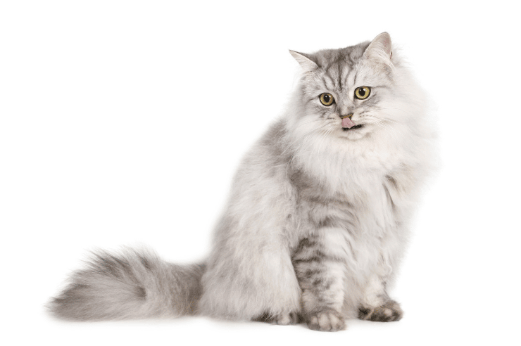 Grey cat with yellow eyes looks off camera
