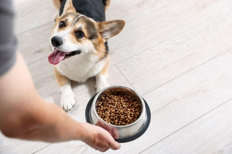 Black Corgi resting on the floor as its owner places food bowl down