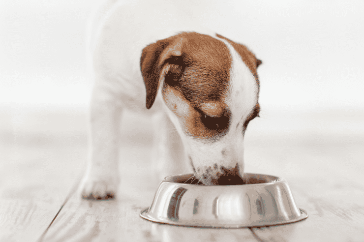 Small brown and white puppy eating from a silver bowl