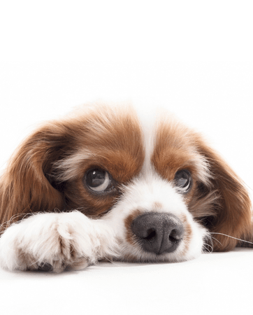 Young King Charles Spaniel resting on their paws