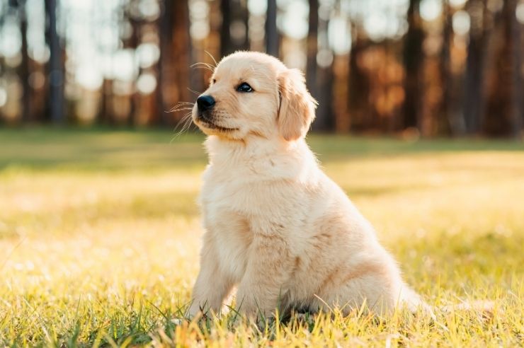 Golden Labrador puppy sitting in green field at sunset