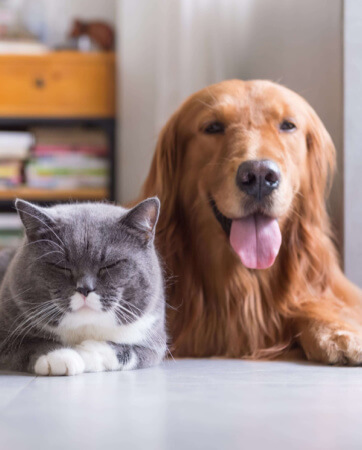 Expert Advice for Pets | Pet Insurance | An Post Insurance