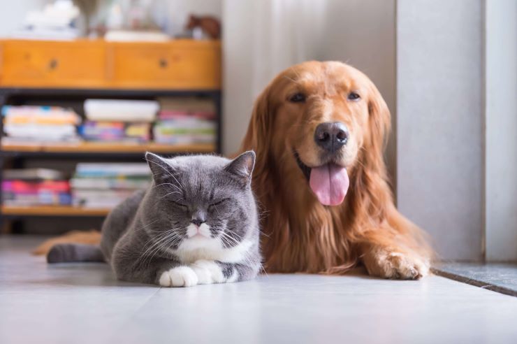 Expert Advice for Pets | Pet Insurance | An Post Insurance