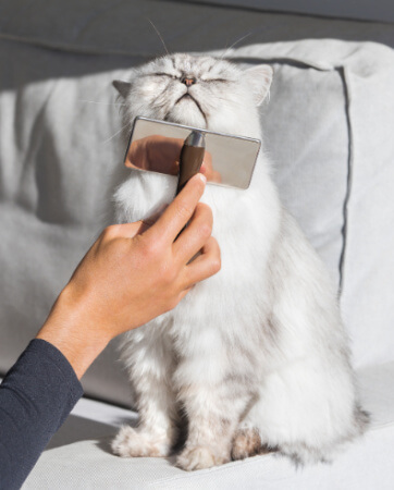 Cat Being Brushed | Pet Insurance | An Post Insurance