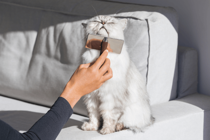Cat Being Brushed | Pet Insurance | An Post Insurance