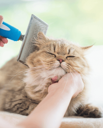 Fluffy Cat getting groomed