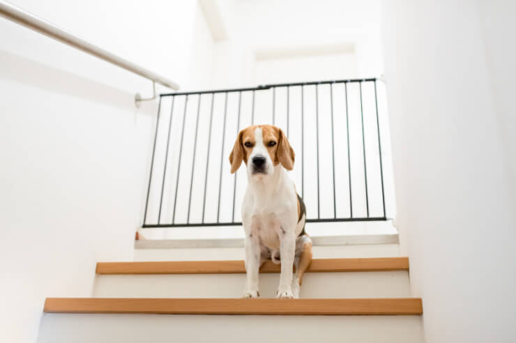 Dog sitting on stairs with pet gate | Pet Accessory Essentials | An Post Insurance