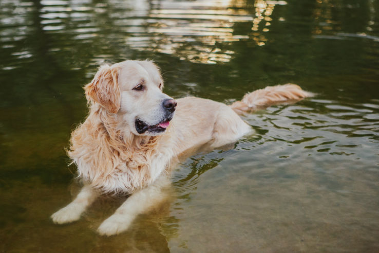 Dog laying in water with its tongue out