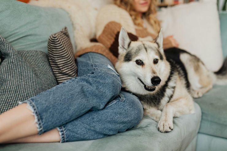Miniature husky dog relaxed on sofa at the feet of its owner