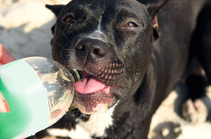 Beach hazards for dogs | Pet Insurance | An Post Insurance