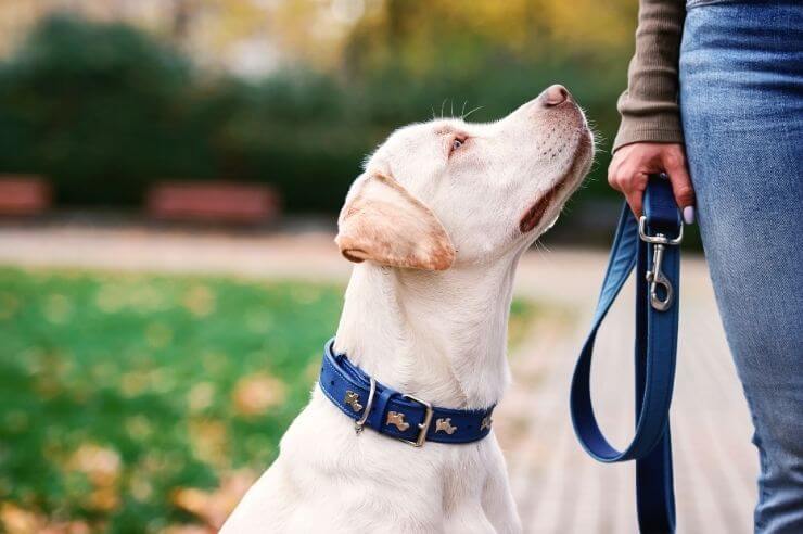 A cream coloured dog rests next to its owner, looking up towards them, wearing a blue collar