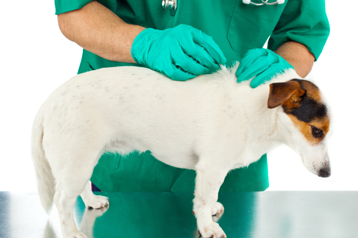 Tick treatment for dogs | Pet Insurance | An Post Insurance