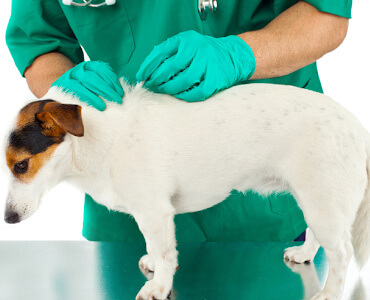 Tick treatment for dogs | Pet Insurance | An Post Insurance