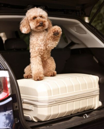 Dog sitting on suitcase in the boot of car | Pet Insurance | An Post Insurance