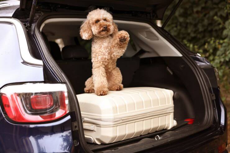 Dog going on holidays Dog sitting on suitcase in the boot of car | Pet Insurance | An Post Insurance