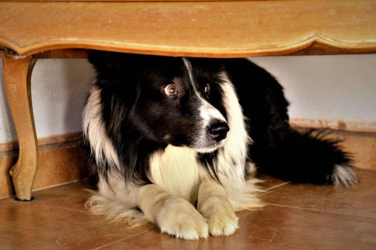 Dog hiding underneath table - Pets & fireworks tips - An Post Insurance