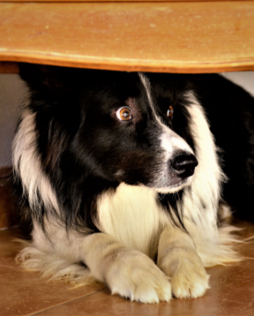 Dog hiding underneath table - Pets & fireworks tips - An Post Insurance