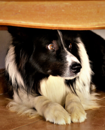 Dog hiding underneath table - Pets & fireworks tips - An Post Insurance