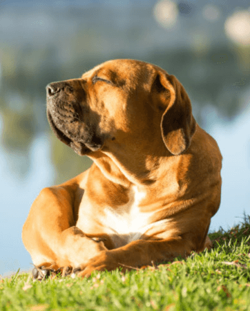 Dog sunning himself outdoors | Sunburn in Pets | An Post Insurance