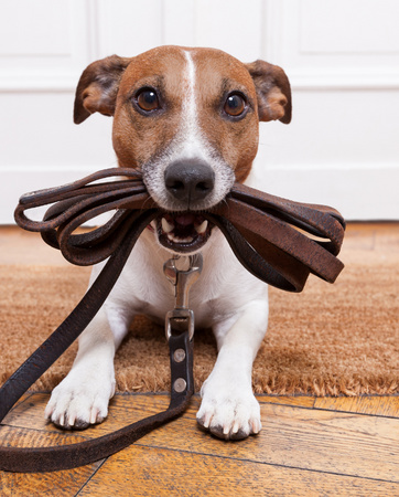 'Tips for Raising a Dog Right | Pet Insurance | An Post Insurance'