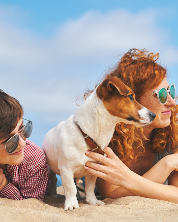 Bringing your dog to the beach | Pet Insurance Quote | An Post Insurance