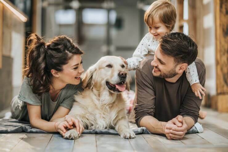 Family with their dog Family with their Golden Retriever | An Post Insurance