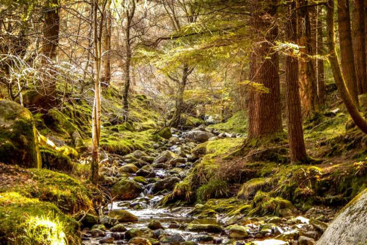 Forest landscape | Forests in Ireland | An Post Insurance