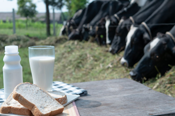 Cows grazing in a field | Farming in Ireland | An Post Insurance