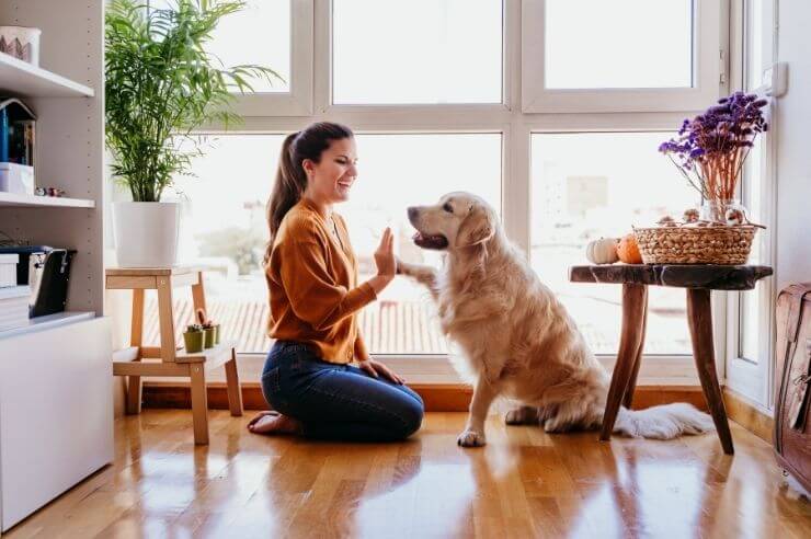 A woman resting on her knees, a golden retriever sits in front of her, lifting its paw to her hand
