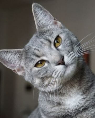 Grey cat with green eyes and head titled looking at camera