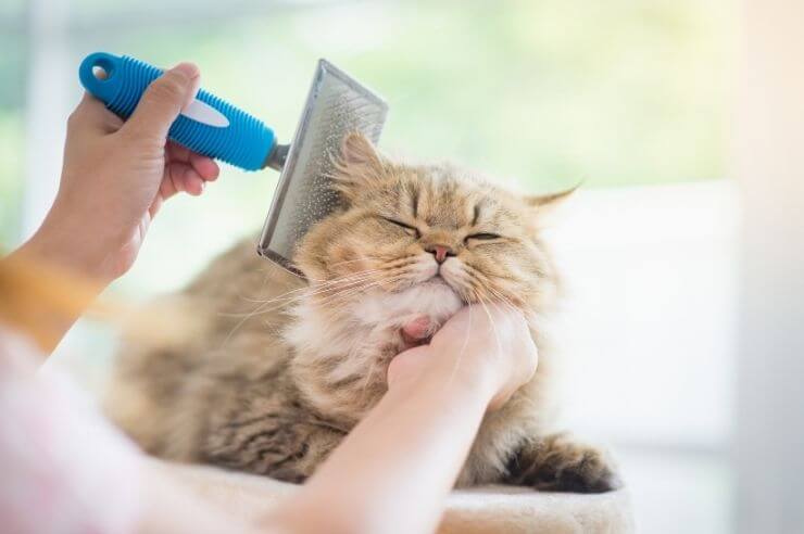 Cat resting on ledge being groomed with a blue comb