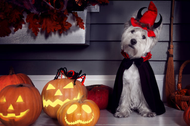 Halloween Tips for Pets | Pet Insurance | An Post Insurance