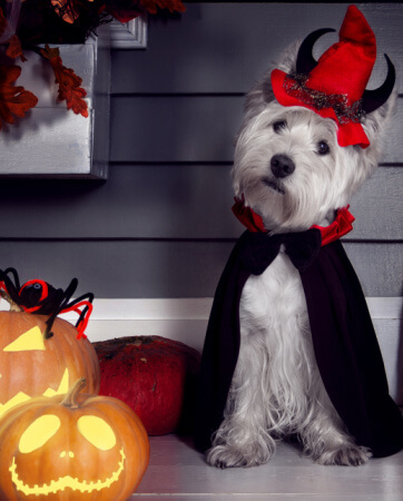 Halloween Tips for Pets | Pet Insurance | An Post Insurance