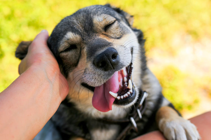 Dog Owner Tips | Pet Insurance | An Post Insurance