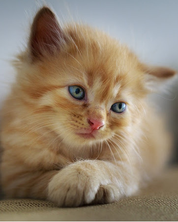 Lockdown Advice for Pets | Pet Insurance | An Post Insurance