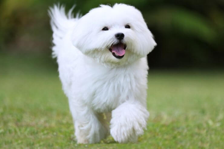 Maltese puppy running in a field Maltese puppy | Pet Insurance Quotes