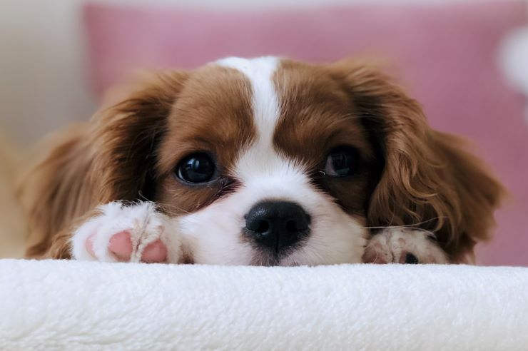 Puppy Proofing Your Home | Pet Insurance | An Post Insurance
