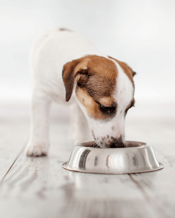 Small brown and white puppy eating from a silver bowl