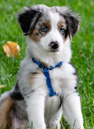 Australian Shepherd pup sitting | An Post Insurance