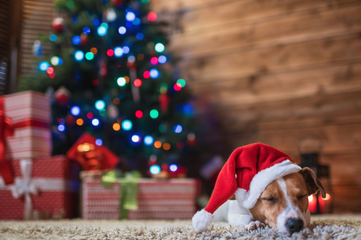 Pet safety at Christmas | An Post Insurance