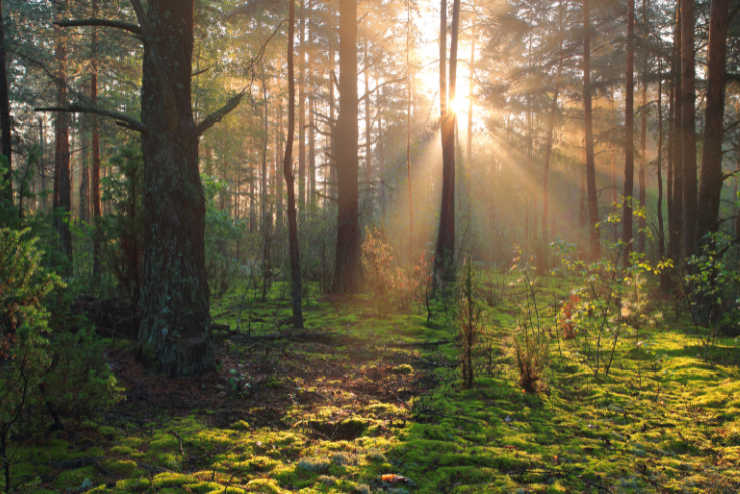 Sunlight in the forest trees | Exploring forests in Ireland | An Post Insurance