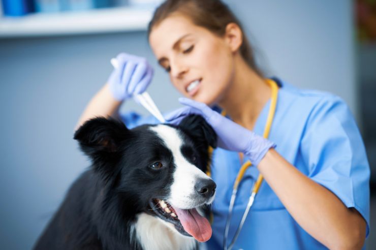 Removing a tick | Pet Insurance | An Post Insurance