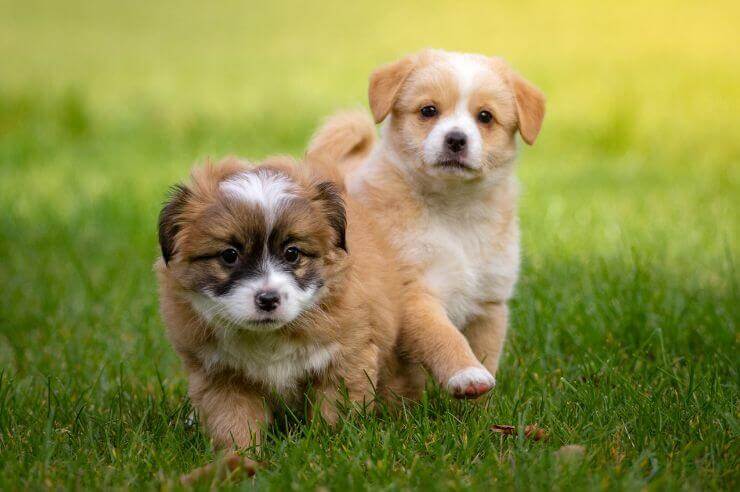 Two puppies in a field Two puppies playing in field | Pet Insurance | An Post Insurance