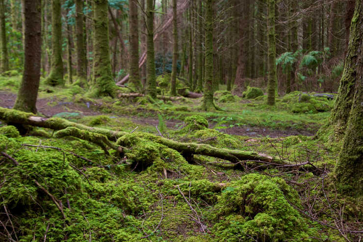 Mossy forest landscape | The forests of Ireland | An Post Insurance