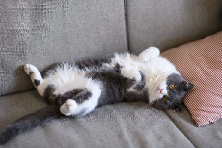 Young cat lying on its back on the couch Grey and white cat laying on sofa showing belly